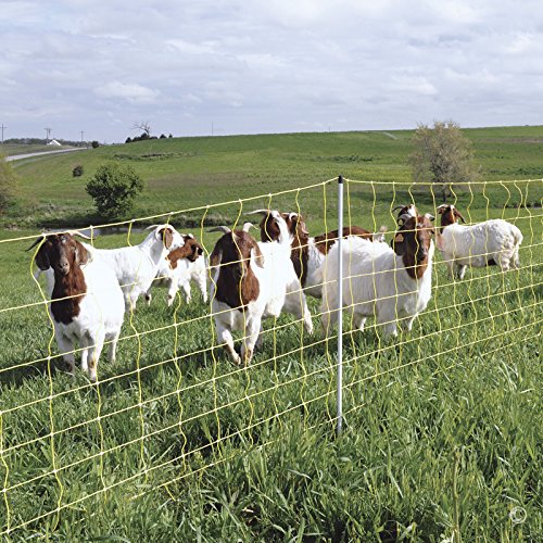 The Best Fences For Goats — Thefifty9